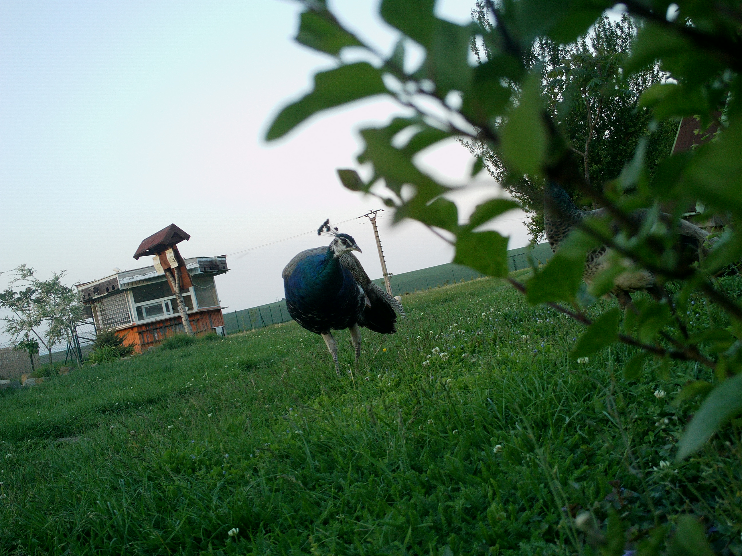 IMAG0087