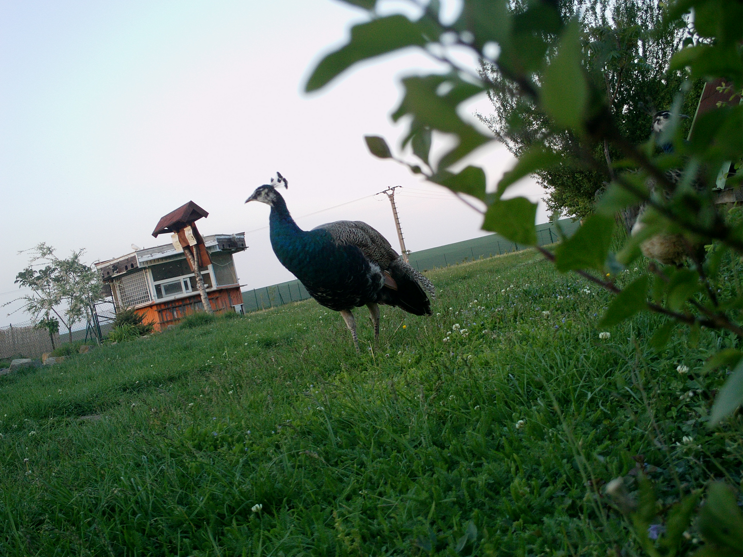IMAG0088